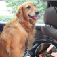 Safety Dog Seat Belts – Adjustable, Reflective & Bungee Buffer for Car Travel (2 Pack)
